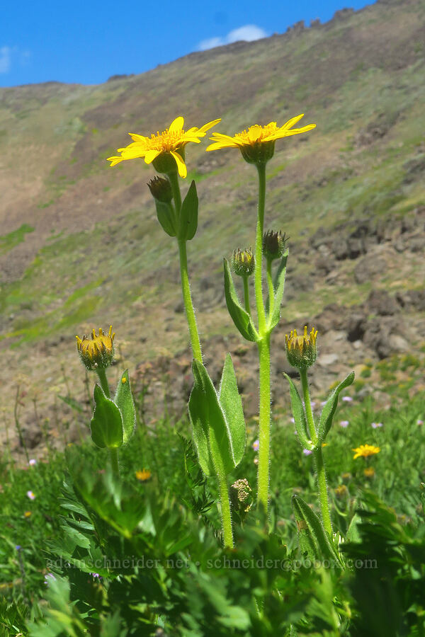 arnica (Arnica sp.) [east of Wildhorse Lake, Steens Mountain, Harney County, Oregon]