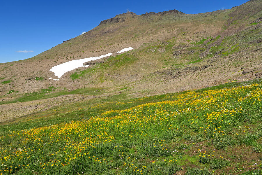 wildflowers & the summit of Steens Mountain (Arnica sp., Erigeron glacialis var. glacialis, Bistorta bistortoides (Polygonum bistortoides), Ligusticum grayi) [east of Wildhorse Lake, Steens Mountain, Harney County, Oregon]