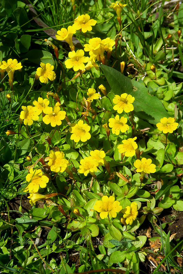 primrose monkeyflower (Erythranthe primuloides (Mimulus primuloides)) [east of Wildhorse Lake, Steens Mountain, Harney County, Oregon]
