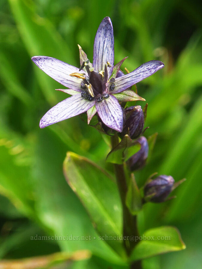 star gentian (felwort) (Swertia perennis) [east of Wildhorse Lake, Steens Mountain, Harney County, Oregon]