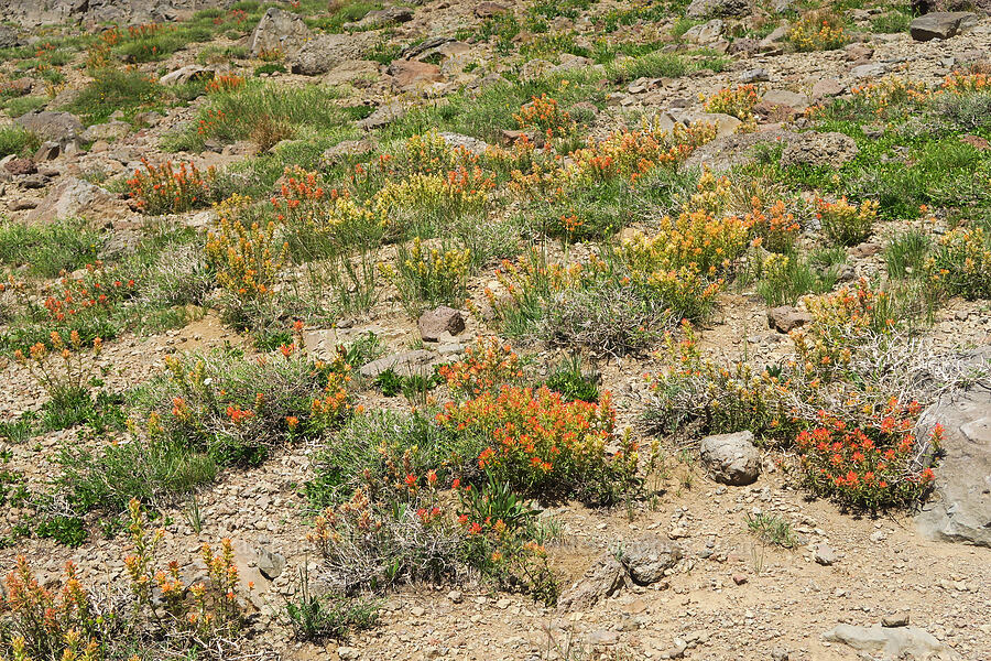 red, yellow, and orange paintbrush (Castilleja sp.) [east of Wildhorse Lake, Steens Mountain, Harney County, Oregon]