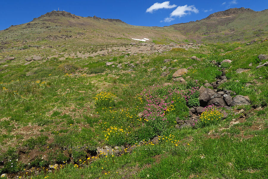 wildflowers in the bowl below the summit (Erythranthe lewisii (Mimulus lewisii), Bistorta bistortoides (Polygonum bistortoides), Arnica sp., Castilleja miniata, Ligusticum grayi) [east of Wildhorse Lake, Steens Mountain, Harney County, Oregon]