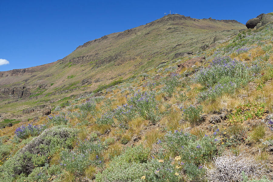 dry-slope wildflowers [east of Wildhorse Lake, Steens Mountain, Harney County, Oregon]
