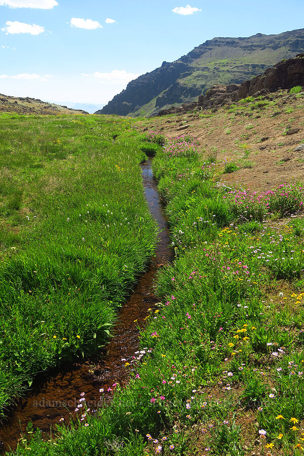 wildflowers (Erythranthe lewisii (Mimulus lewisii), Bistorta bistortoides (Polygonum bistortoides), Arnica sp., Erigeron glacialis var. glacialis, Platanthera dilatata (Habenaria dilatata) (Piperia dilatata)) [east of Wildhorse Lake, Steens Mountain, Harney County, Oregon]