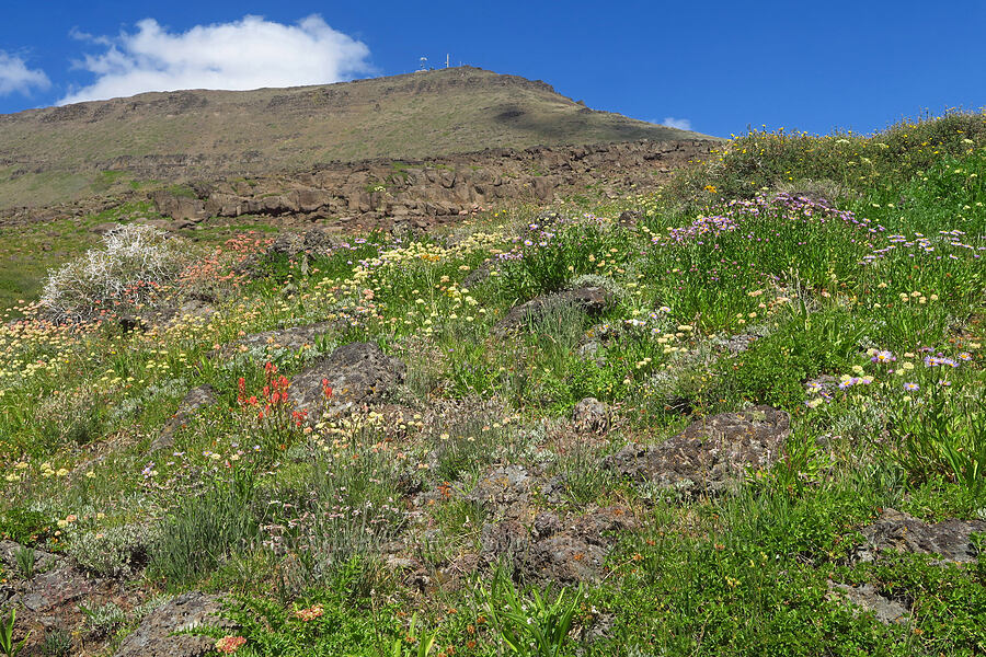 wildflowers (Eriogonum spp., Castilleja miniata, Hymenoxys hoopesii, Erigeron speciosus, Dasiphora fruticosa (Potentilla fruticosa), Silene douglasii) [east of Wildhorse Lake, Steens Mountain, Harney County, Oregon]