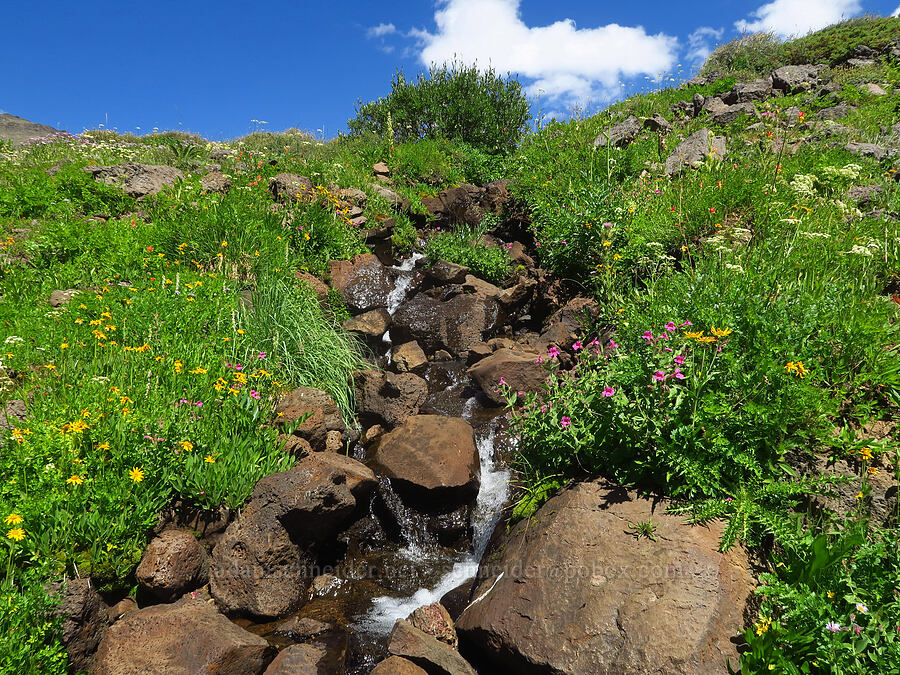 wildflowers & a stream (Erythranthe lewisii (Mimulus lewisii), Arnica sp., Cirsium peckii (Cirsium eatonii var. peckii), Frasera speciosa, Ligusticum grayi, Platanthera dilatata (Habenaria dilatata) (Piperia dilatata), Hymenoxys hoopesii, Aquilegia formosa, Sphenosciadium capitellatum (Angelica capitellata)) [east of Wildhorse Lake, Steens Mountain, Harney County, Oregon]