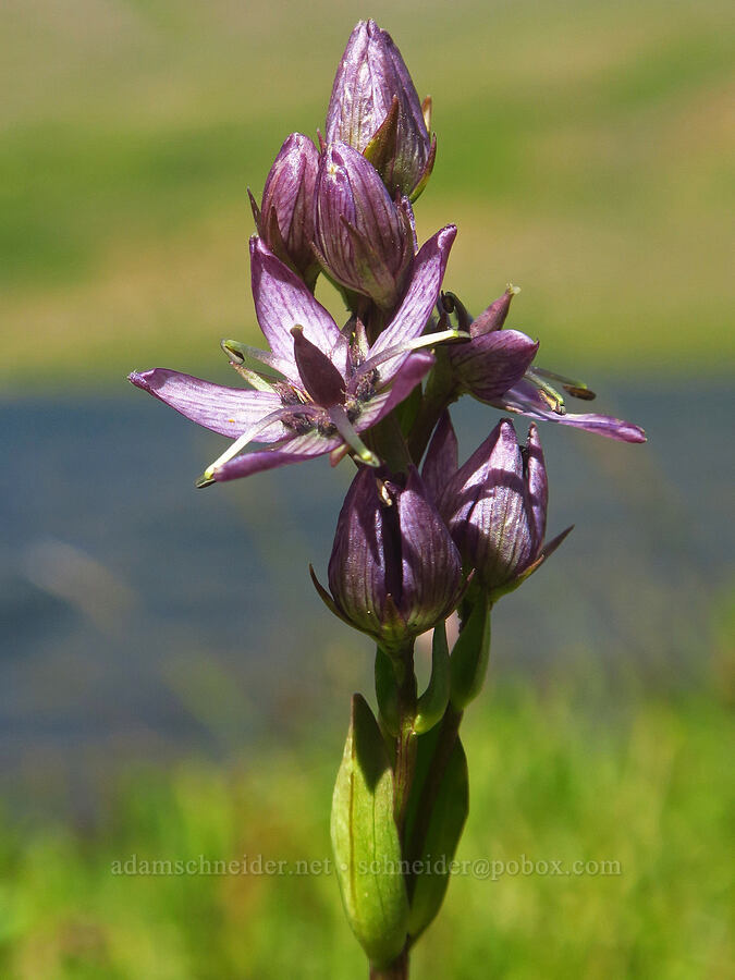 star gentian (felwort) (Swertia perennis) [Wildhorse Lake, Steens Mountain, Harney County, Oregon]