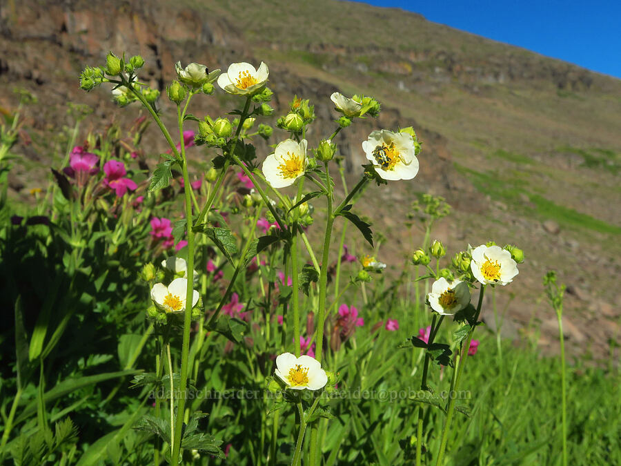 Nevada cinquefoil (Drymocallis lactea var. lactea (Potentilla glandulosa var. nevadensis)) [Wildhorse Lake Trail, Steens Mountain, Harney County, Oregon]