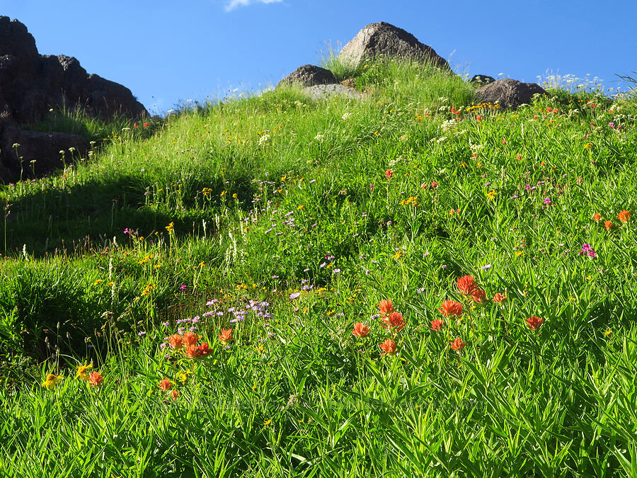 wildflowers (Castilleja miniata, Erigeron glacialis var. glacialis, Platanthera dilatata (Habenaria dilatata) (Piperia dilatata), Arnica sp., Erythranthe lewisii (Mimulus lewisii), Ligusticum grayi) [Wildhorse Lake Trail, Steens Mountain, Harney County, Oregon]