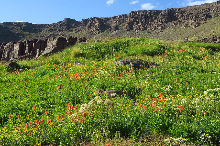 wildflowers (Castilleja miniata, Arnica longifolia, Ligusticum grayi, Hymenoxys hoopesii, Cirsium peckii (Cirsium eatonii var. peckii)) [Wildhorse Lake Trail, Steens Mountain, Harney County, Oregon]