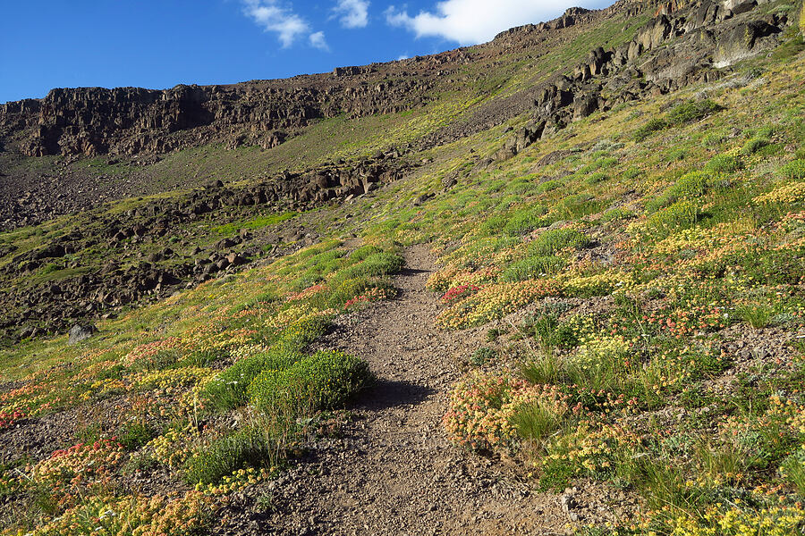 buckwheat (Eriogonum spp.) [Wildhorse Lake Trail, Steens Mountain, Harney County, Oregon]