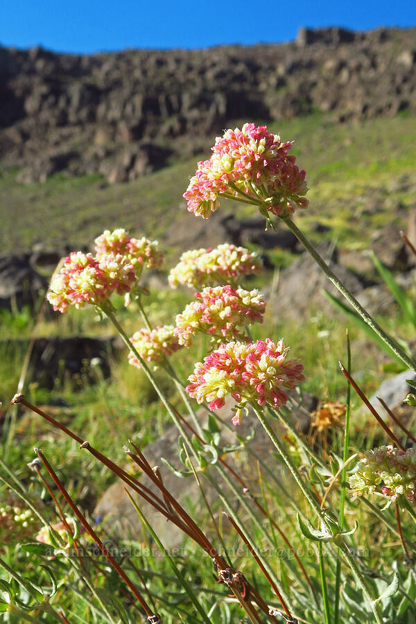 parsnip-flower buckwheat (?) (Eriogonum heracleoides) [Wildhorse Lake Trail, Steens Mountain, Harney County, Oregon]