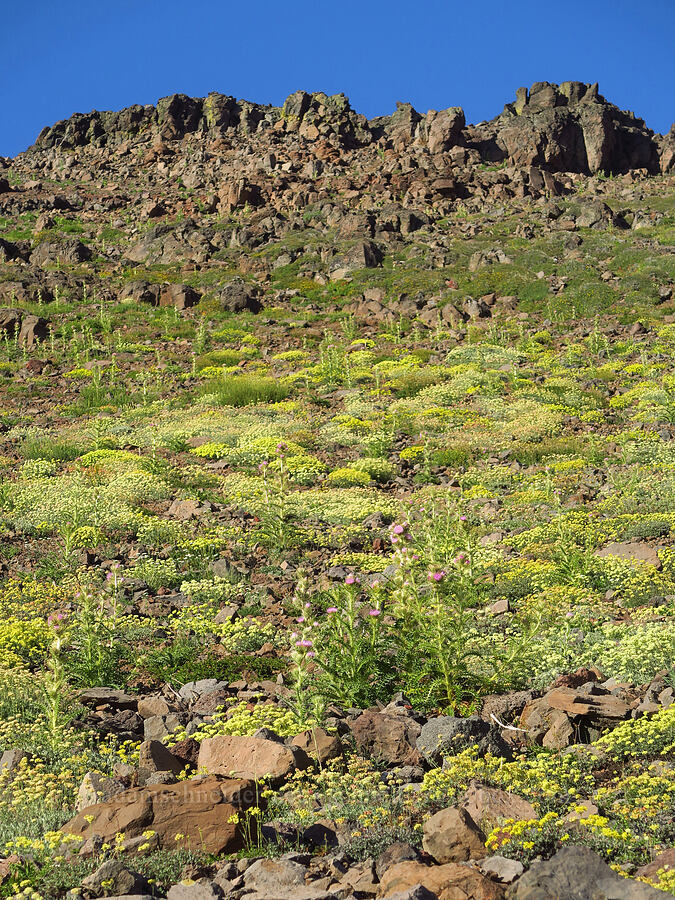 dry-slope wildflowers (Cirsium peckii (Cirsium eatonii var. peckii), Eriogonum heracleoides, Eriogonum umbellatum, Achillea millefolium) [Wildhorse Lake Trail, Steens Mountain, Harney County, Oregon]