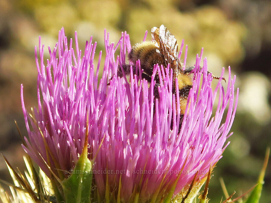 bumblebee on Steens Mountain thistle (Bombus sp., Cirsium peckii (Cirsium eatonii var. peckii)) [Wildhorse Lake Trail, Steens Mountain, Harney County, Oregon]