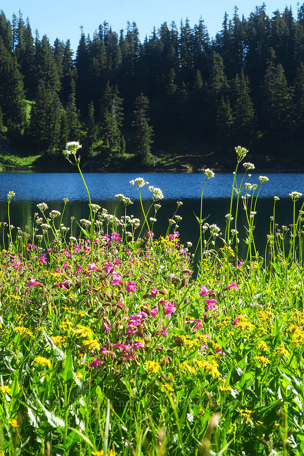 wildflowers (Erythranthe lewisii (Mimulus lewisii), Valeriana sitchensis, Senecio triangularis) [Twin Lakes, Mt. Baker-Snoqualmie National Forest, Whatcom County, Washington]