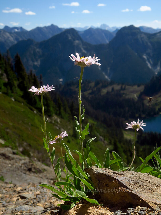 subalpine fleabane (Erigeron glacialis var. glacialis) [Winchester Mountain Trail, Mt. Baker Wilderness, Whatcom County, Washington]