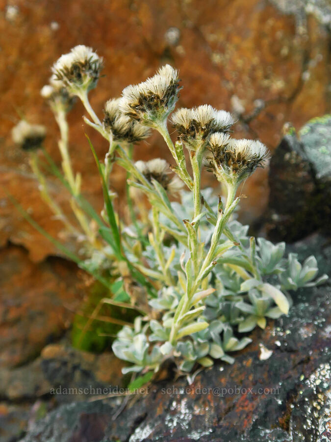 little-leaf pussy-toes (Antennaria media) [Winchester Mountain, Mt. Baker Wilderness, Whatcom County, Washington]