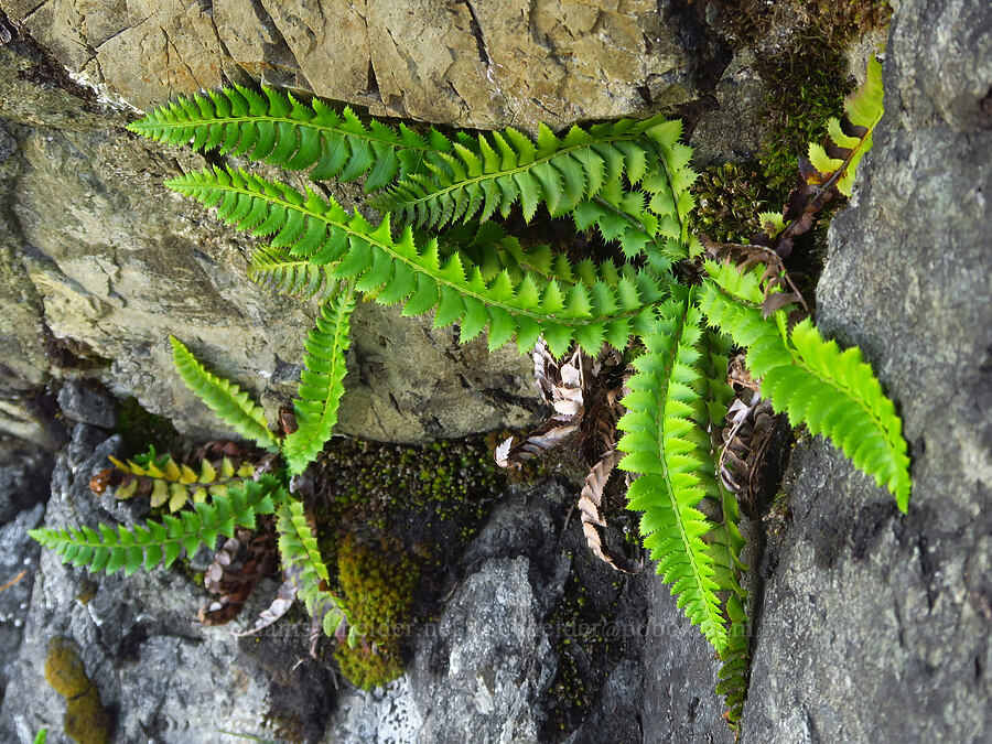 Lemmon's holly fern (Polystichum lemmonii) [Winchester Mountain, Mt. Baker Wilderness, Whatcom County, Washington]