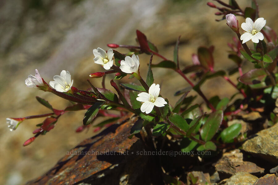 talus willow-herb (Epilobium clavatum) [Winchester Mountain, Mt. Baker Wilderness, Whatcom County, Washington]