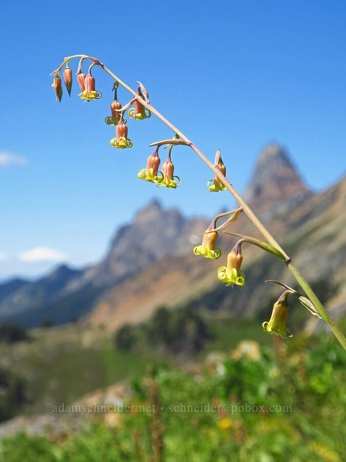 bronze bells (Anticlea occidentalis (Stenanthium occidentale)) [Winchester Mountain, Mt. Baker Wilderness, Whatcom County, Washington]