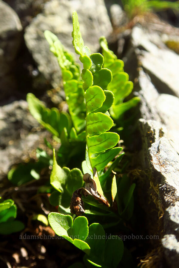 irregular polypody fern (Polypodium amorphum) [Winchester Mountain, Mt. Baker Wilderness, Whatcom County, Washington]
