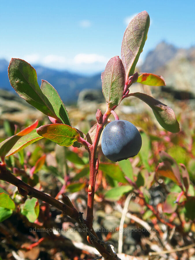 Cascades blueberry (Vaccinium deliciosum) [Winchester Mountain, Mt. Baker Wilderness, Whatcom County, Washington]