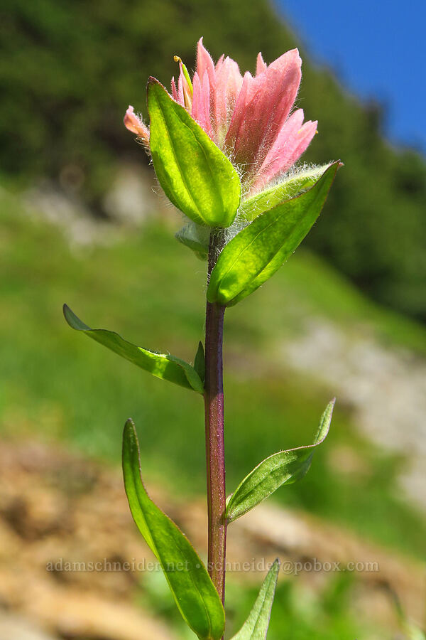 pink scarlet paintbrush (Castilleja miniata) [Winchester Mountain, Mt. Baker Wilderness, Whatcom County, Washington]
