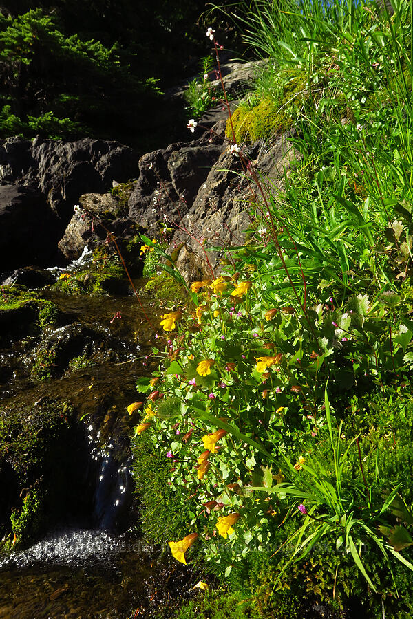 wildflowers (Micranthes odontoloma (Saxifraga odontoloma), Erythranthe caespitosa (Mimulus caespitosus), Epilobium sp.) [Twin Lakes, Mt. Baker-Snoqualmie National Forest, Whatcom County, Washington]