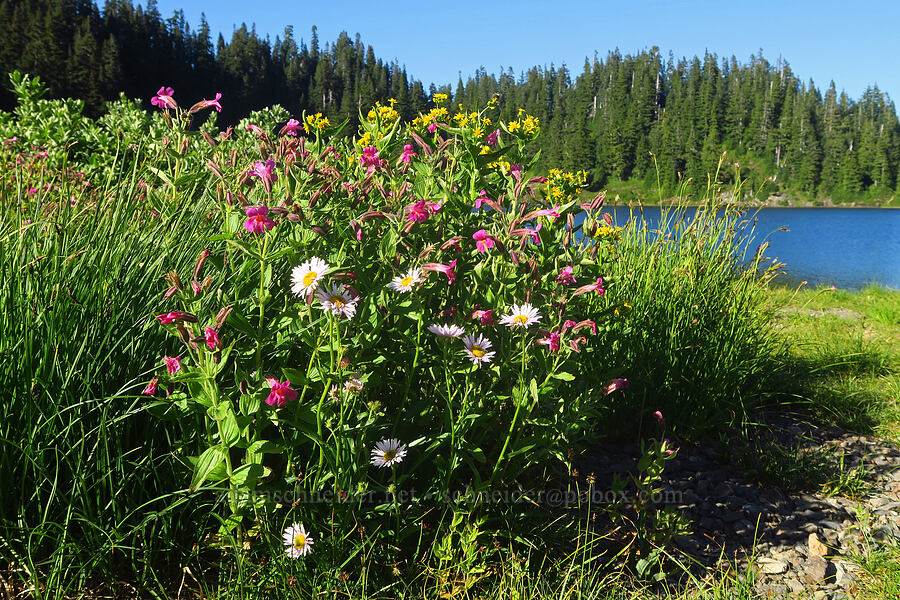 wildflowers (Erigeron glacialis var. glacialis, Erythranthe lewisii (Mimulus lewisii), Senecio triangularis) [Twin Lakes, Mt. Baker-Snoqualmie National Forest, Whatcom County, Washington]