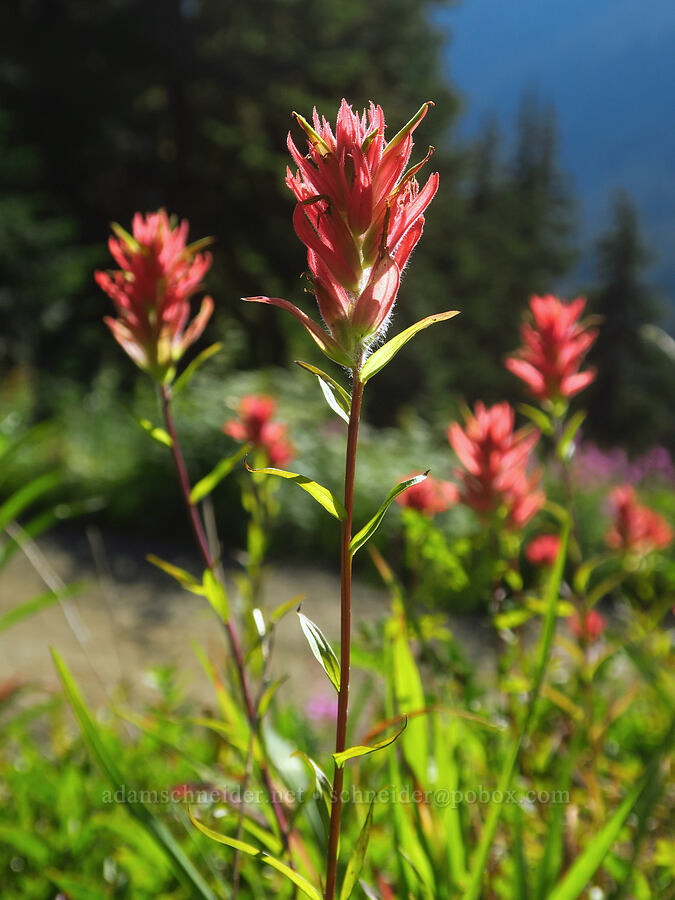 scarlet paintbrush (Castilleja miniata) [Forest Road 3065, Mt. Baker-Snoqualmie National Forest, Whatcom County, Washington]
