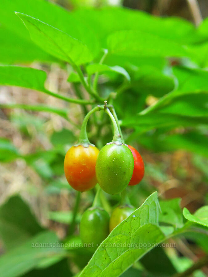 bittersweet nightshade berries (Solanum dulcamara) [Wahkeena Trail, Mt. Hood National Forest, Multnomah County, Oregon]