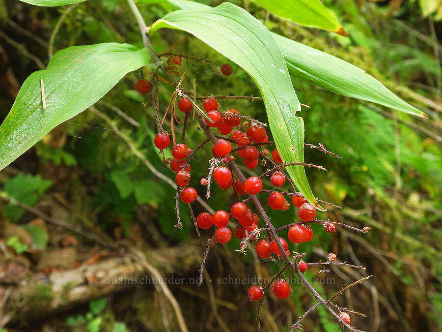 feathery false Solomon's-seal berries (Maianthemum racemosum ssp. amplexicaule (Smilacina racemosa)) [Wahkeena Trail, Mt. Hood National Forest, Multnomah County, Oregon]