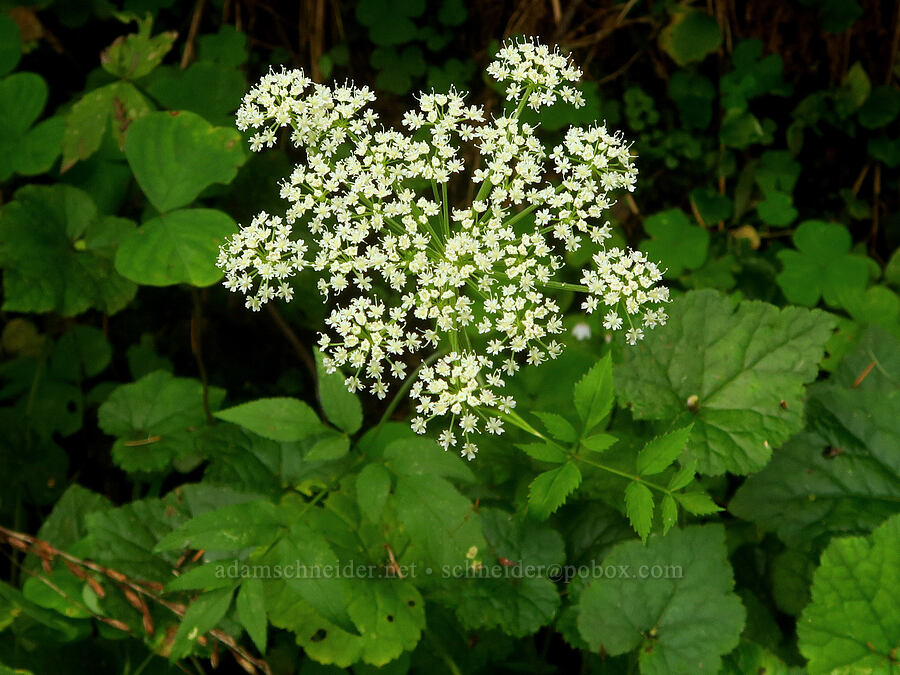 something in the parsley family [Wahkeena Trail, Mt. Hood National Forest, Multnomah County, Oregon]