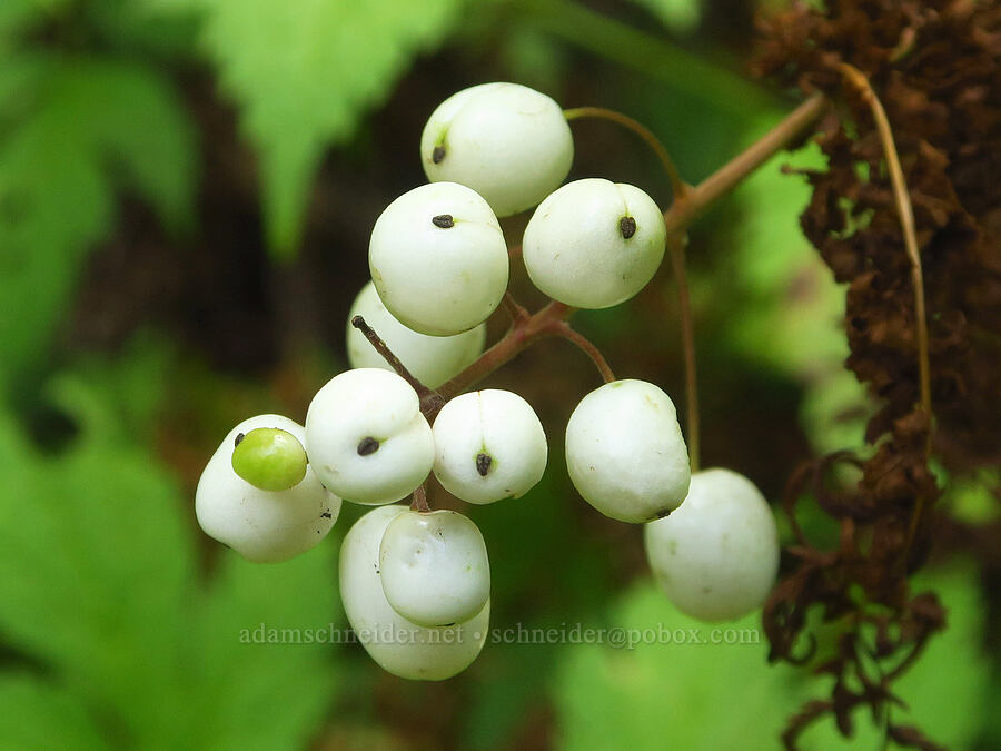 white baneberries (Actaea rubra) [Wahkeena Trail, Mt. Hood National Forest, Multnomah County, Oregon]