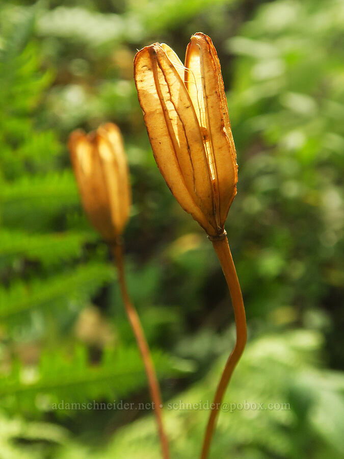 empty tiger lily seed pods (Lilium columbianum) [Wahkeena Trail, Mt. Hood National Forest, Multnomah County, Oregon]