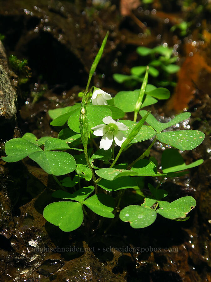 trillium-leaf wood-sorrel (Oxalis trilliifolia) [Wiesendanger Falls, Mt. Hood National Forest, Multnomah County, Oregon]