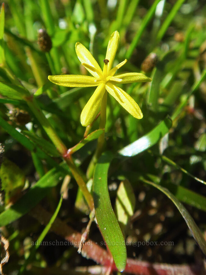 grass-leaf mud-plantain (water star-grass) (Heteranthera dubia (Zosterella dubia)) [Rooster Rock State Park, Multnomah County, Oregon]