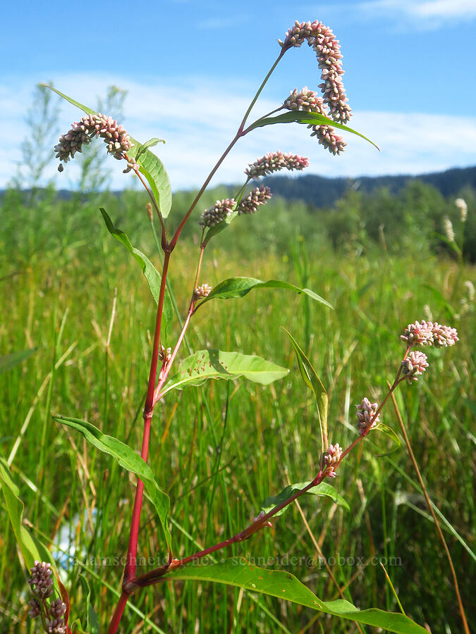 smartweed (Persicaria sp.) [Rooster Rock State Park, Multnomah County, Oregon]