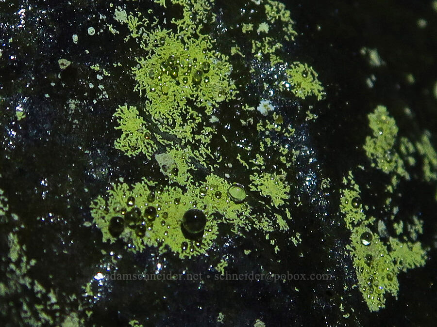 shiny bacteria [Ape Cave, Mt. St. Helens National Volcanic Monument, Skamania County, Washington]