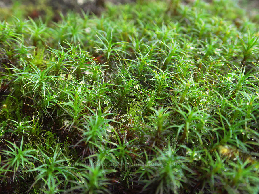 hair-cap moss (Polytrichum sp.) [Ape Cave Trail, Mt. St. Helens National Volcanic Monument, Skamania County, Washington]
