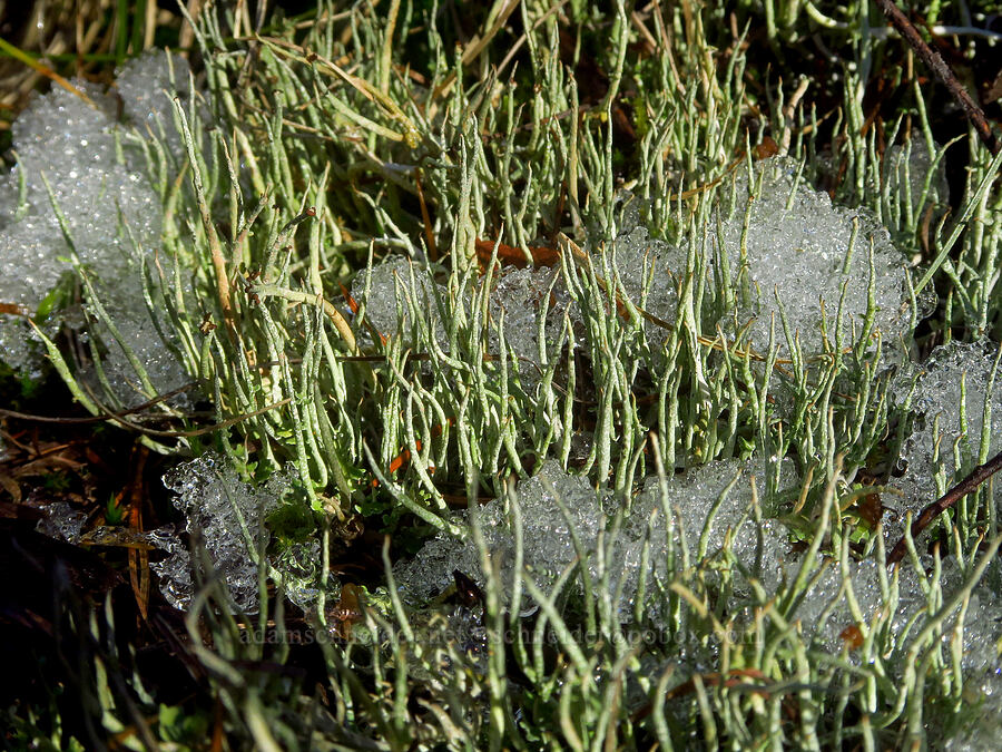 lichen & melting snow (Cladonia sp.) [Ape Cave Trail, Mt. St. Helens National Volcanic Monument, Skamania County, Washington]