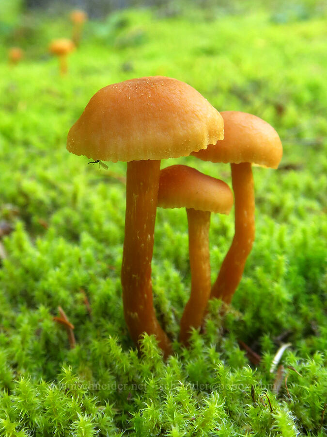 mushrooms & moss [Ape Cave Trail, Mt. St. Helens National Volcanic Monument, Skamania County, Washington]
