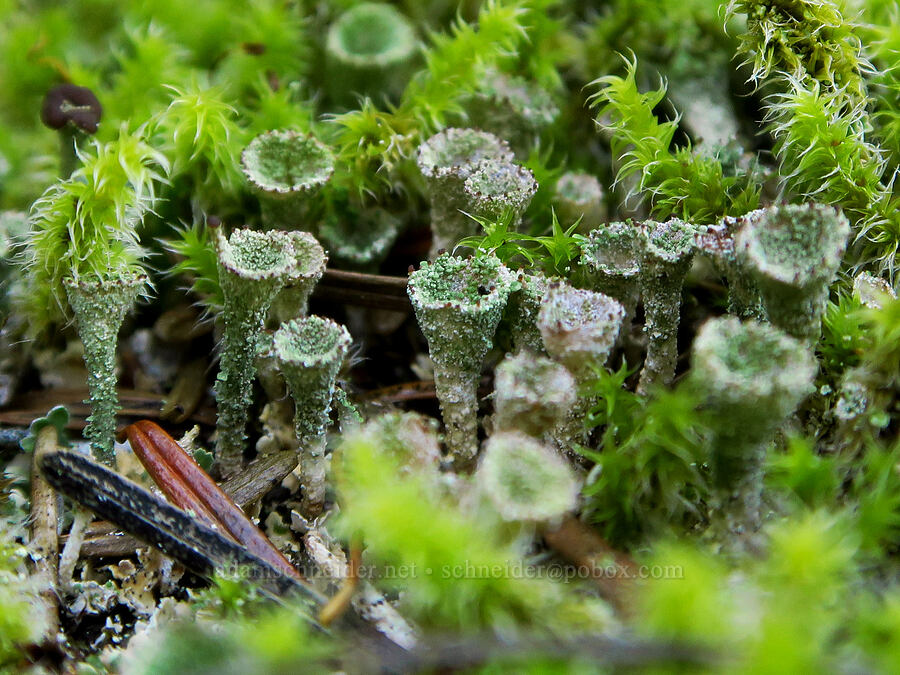 pixie cup lichen & moss (Cladonia sp.) [Ape Cave Trail, Mt. St. Helens National Volcanic Monument, Skamania County, Washington]
