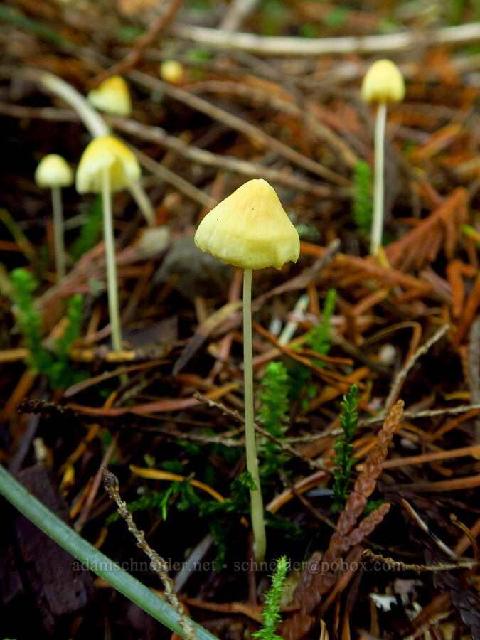 tiny yellow mushrooms [Ape Cave Trail, Mt. St. Helens National Volcanic Monument, Skamania County, Washington]