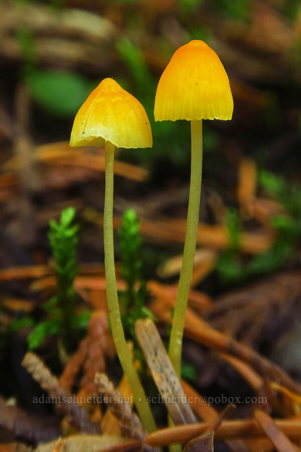 tiny orange mushrooms [Ape Cave Trail, Mt. St. Helens National Volcanic Monument, Skamania County, Washington]