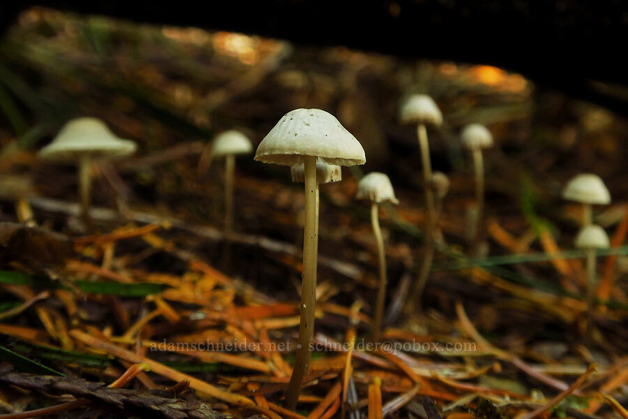 tiny white mushrooms [Ape Cave Trail, Mt. St. Helens National Volcanic Monument, Skamania County, Washington]