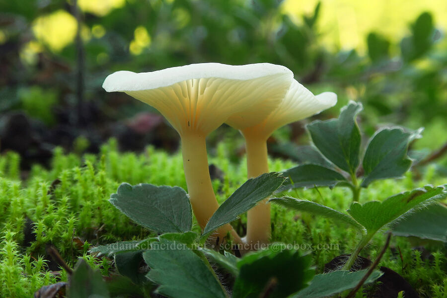 yellow/white mushrooms [Ape Cave Trail, Mt. St. Helens National Volcanic Monument, Skamania County, Washington]