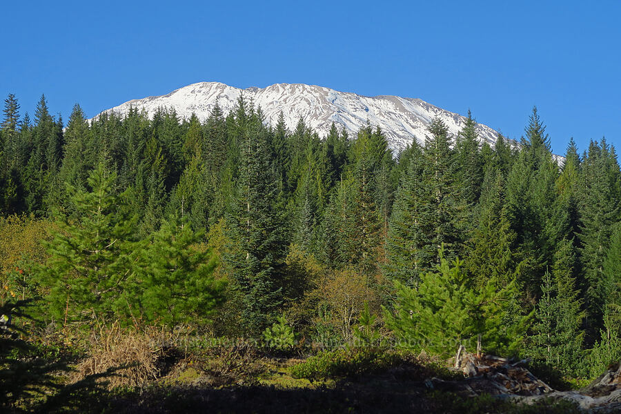 rim of Mount St. Helens [Ape Cave Trail, Mt. St. Helens National Volcanic Monument, Skamania County, Washington]