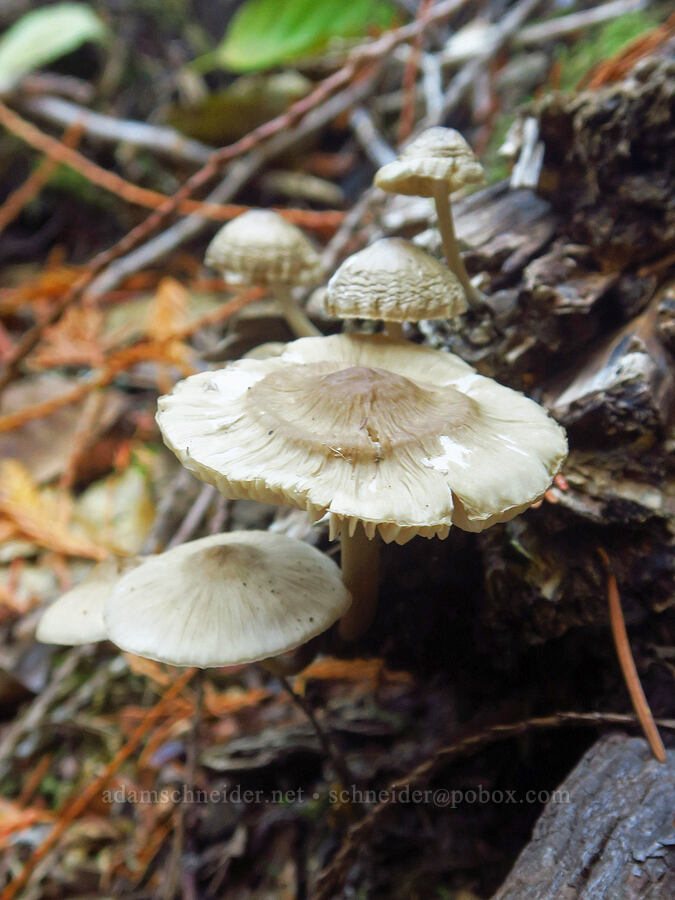 gray/beige mushrooms on a log [Ape Cave Trail, Mt. St. Helens National Volcanic Monument, Skamania County, Washington]