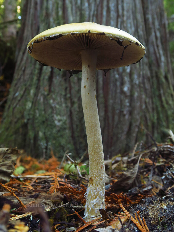 round-head mushroom (Stropharia sp.) [Ape Cave Trail, Mt. St. Helens National Volcanic Monument, Skamania County, Washington]